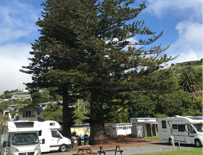 Kaipara district to have a say on Pahi Norfolk Pines